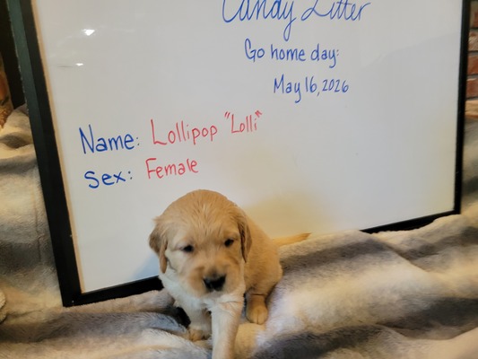 Lolli