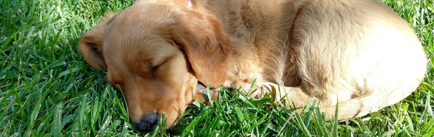 Puppy Pie